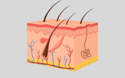 The Skin Integumentary System Exercise 6: Learn More About Your Skin