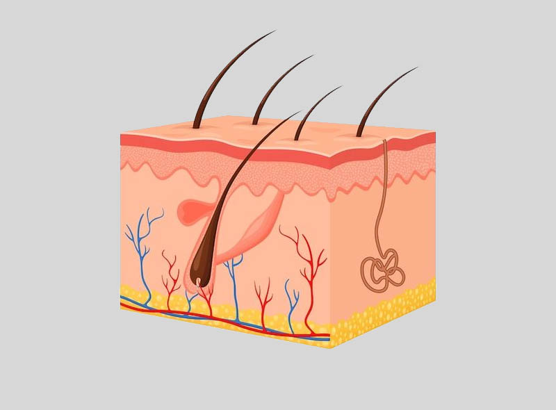 The Skin Integumentary System Exercise 6: Learn More About Your Skin